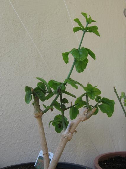 Name:  Resim 002.jpg
Views: 1032
Size:  37.7 KB