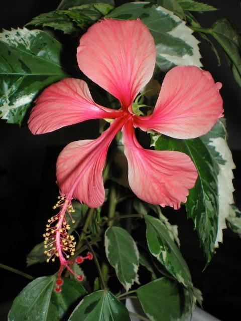 Name:  001157851.jpg
Views: 33150
Size:  47.0 KB