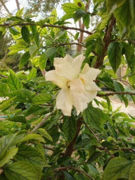Name:  hibiscus rosa chinensis.jpg
Views: 1573
Size:  55.7 KB