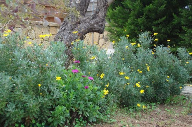 Name:  Euryops.jpg
Views: 5308
Size:  67.5 KB