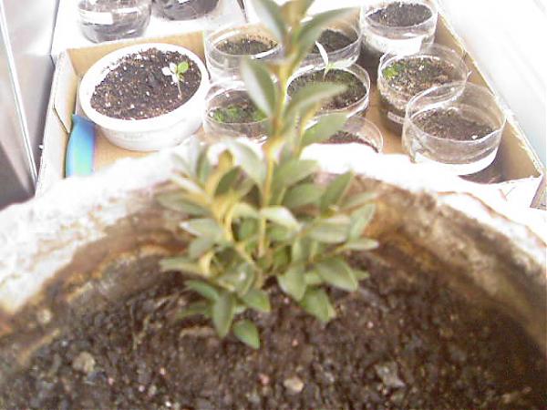 Name:  Photo-0801.jpg
Views: 3564
Size:  44.1 KB
