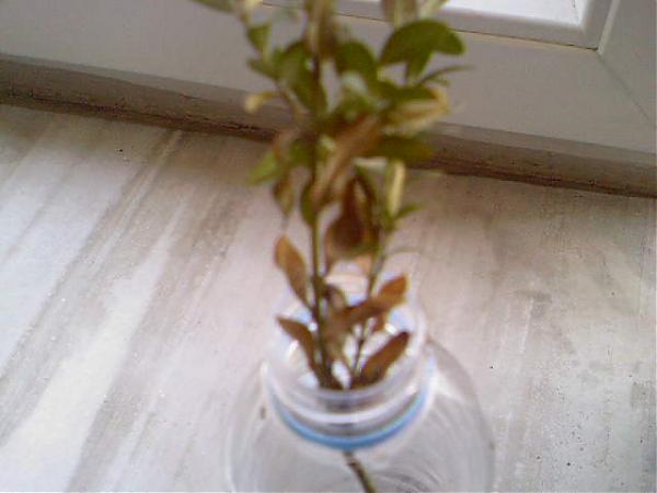 Name:  Photo-0802.jpg
Views: 3224
Size:  26.9 KB