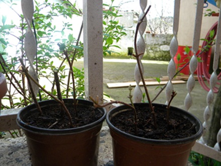 Name:  DSCN6479.JPG
Views: 8742
Size:  69.4 KB
