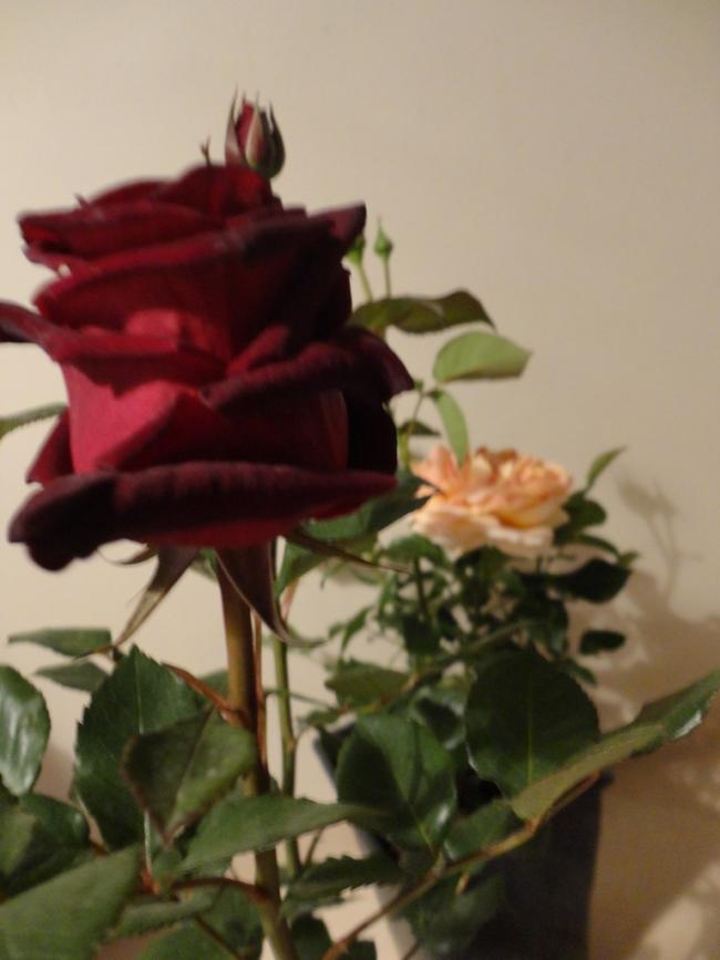Name:  1-DSC00015-001.jpg
Views: 712
Size:  43.2 KB