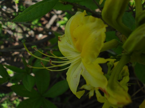 Name:  DSC07903.jpg
Views: 1291
Size:  57.2 KB