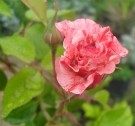 Name:  SDC16823.JPG
Views: 13106
Size:  44.8 KB