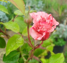 Name:  SDC16824.JPG
Views: 13104
Size:  57.4 KB