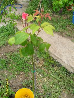 Name:  SDC16841.JPG
Views: 13730
Size:  53.9 KB