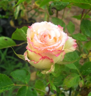 Name:  SDC16844.JPG
Views: 14070
Size:  53.5 KB