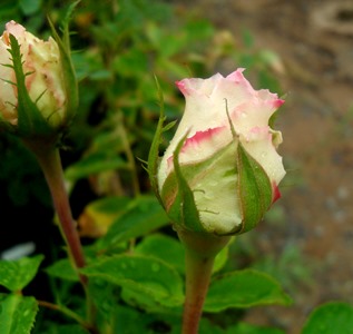 Name:  SDC16845.JPG
Views: 13425
Size:  51.4 KB