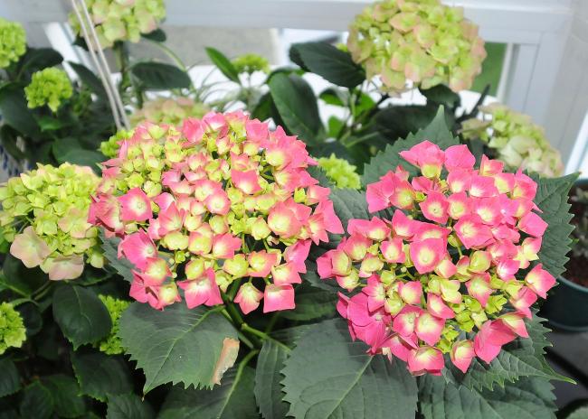 Name:  TRK_0431.jpg
Views: 2192
Size:  62.7 KB