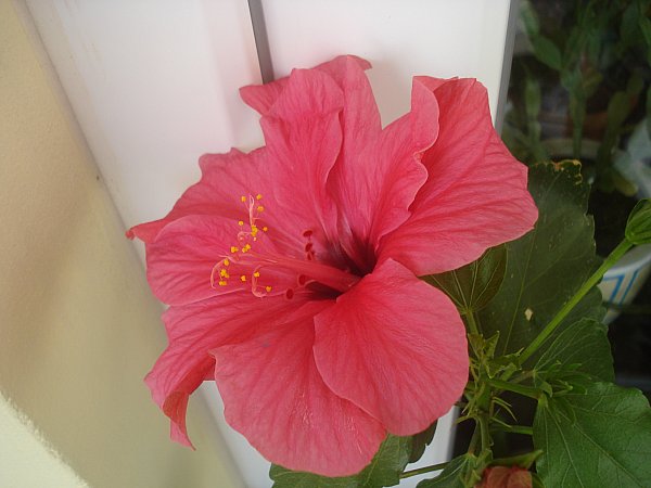 Name:  DSC01485.jpg
Views: 1536
Size:  43.5 KB