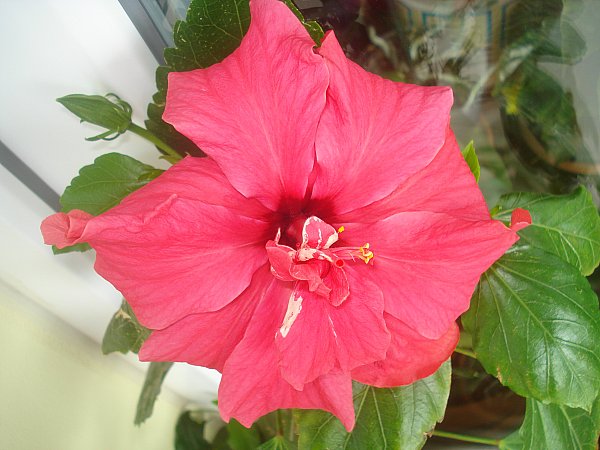 Name:  DSC01101.jpg
Views: 1681
Size:  56.9 KB