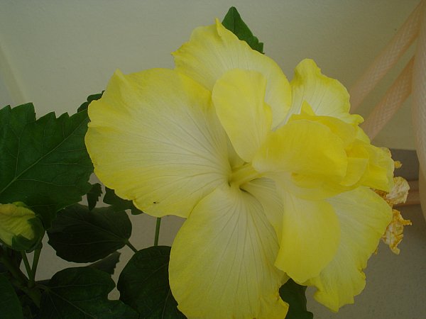 Name:  DSC01595.jpg
Views: 1326
Size:  34.4 KB