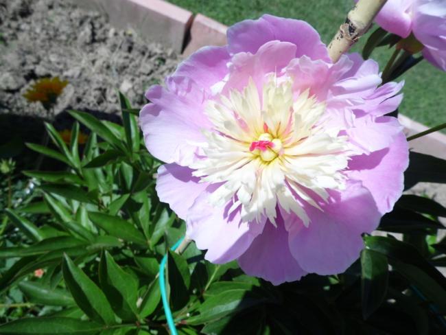 Name:  047-047.jpg
Views: 935
Size:  47.1 KB