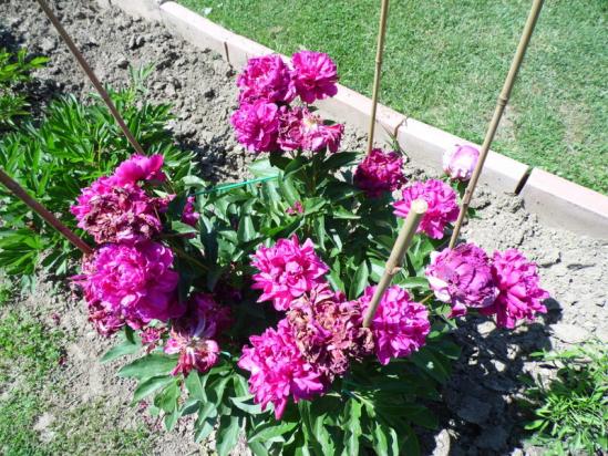 Name:  051-051.jpg
Views: 975
Size:  74.3 KB