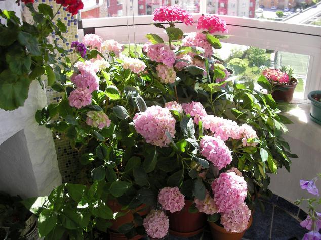 Name:  SANY0018.jpg
Views: 2488
Size:  70.8 KB