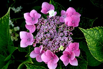 Name:  23_06_2008 054.jpg
Views: 5077
Size:  54.8 KB