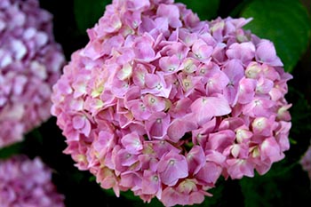Name:  23_06_2008 055.jpg
Views: 5019
Size:  48.9 KB
