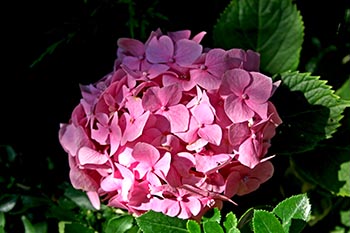 Name:  23_06_2008 058.jpg
Views: 4921
Size:  48.8 KB