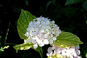 Name:  23_06_2008 059.jpg
Views: 4903
Size:  42.4 KB