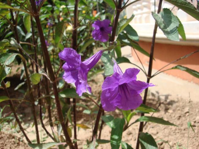 Name:  False Petunia.jpg
Views: 8577
Size:  56.0 KB