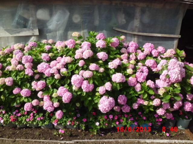 Name:  CIMG4337.jpg
Views: 1592
Size:  66.7 KB