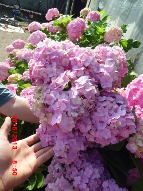 Name:  CIMG4346.jpg
Views: 1548
Size:  58.5 KB