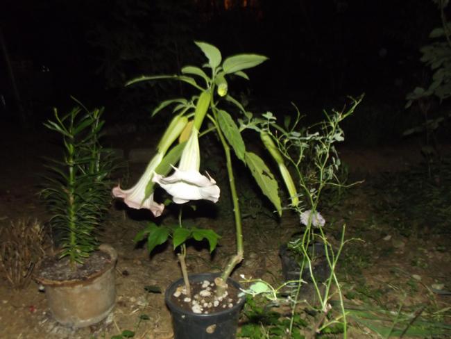 Name:  DSCF2821.jpg
Views: 747
Size:  43.1 KB