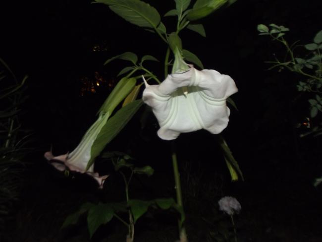 Name:  DSCF2822.jpg
Views: 729
Size:  20.9 KB
