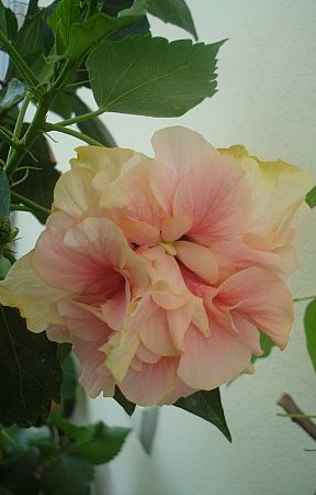 Name:  DSC02786.jpg
Views: 1190
Size:  25.6 KB