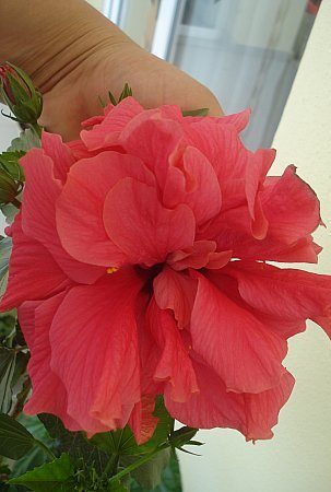 Name:  DSC02607.jpg
Views: 1171
Size:  28.1 KB