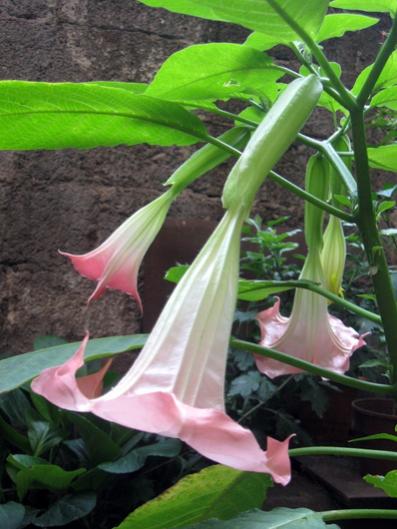 Name:  IMG_2887.jpg
Views: 1044
Size:  38.4 KB