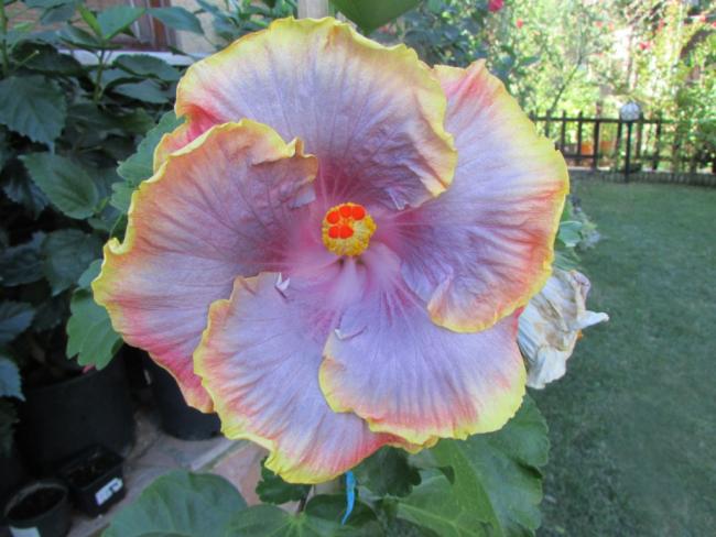 Name:  IMG_0202.jpg
Views: 1038
Size:  47.5 KB