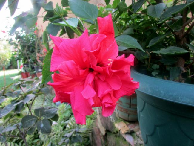 Name:  IMG_9593.jpg
Views: 991
Size:  49.6 KB