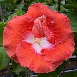 Name:  Tahitian%20Bronzed%20Orange%20Starburst.jpg
Views: 932
Size:  14.8 KB