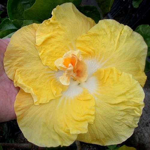 Name:  Tahitian%20Yellow%20Cloud.jpg
Views: 971
Size:  26.9 KB
