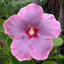 Name:  Tahitian%20Lavender%20Blush.jpg
Views: 1189
Size:  31.6 KB