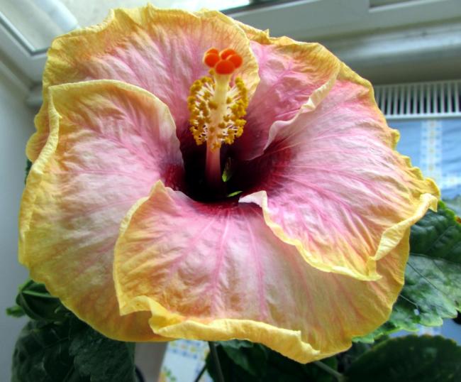Name:  IMG_0507.jpg
Views: 1173
Size:  50.1 KB
