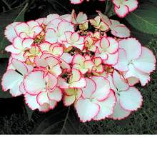 Name:  62892.jpg
Views: 8182
Size:  10.9 KB