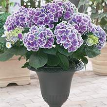 Name:  61133.jpg
Views: 8293
Size:  12.2 KB