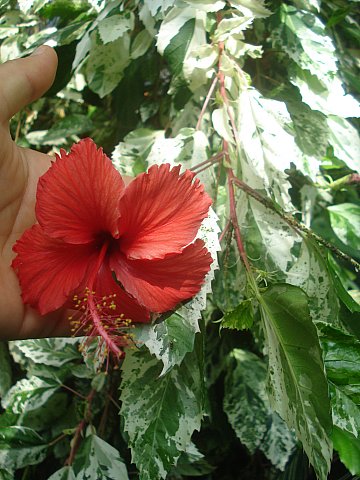 Name:  DSC03629.jpg
Views: 1169
Size:  55.9 KB