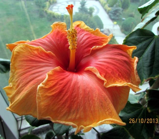 Name:  IMG_1196.jpg
Views: 1134
Size:  51.7 KB