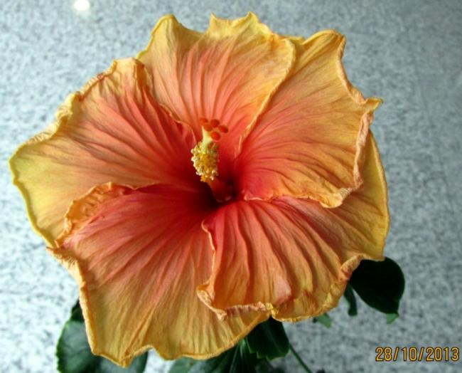 Name:  IMG_1210.jpg
Views: 1121
Size:  47.8 KB