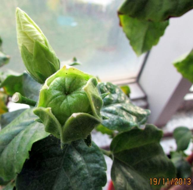 Name:  IMG_1278.jpg
Views: 832
Size:  43.2 KB