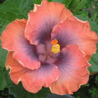 Name:  13-20B.jpg
Views: 858
Size:  21.9 KB