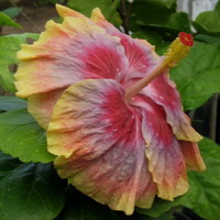 Name:  13-19B.jpg
Views: 845
Size:  22.5 KB