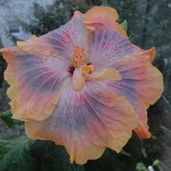 Name:  13-21B.jpg
Views: 838
Size:  31.2 KB