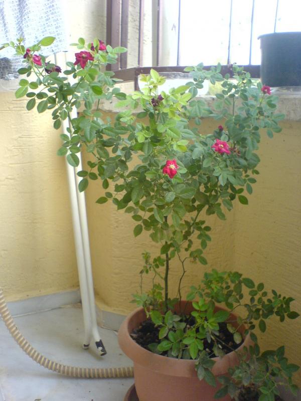 Name:  DSC04474.jpg
Views: 10923
Size:  64.5 KB