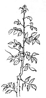 Name:  gul-budama.jpg
Views: 15973
Size:  40.5 KB